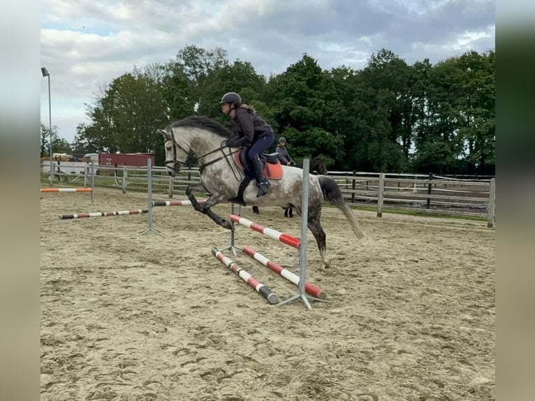 Más ponis/caballos pequeños Caballo castrado 9 años 152 cm Tordo in Puurs