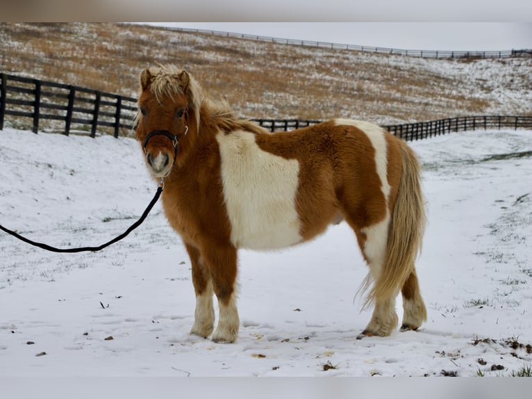Más ponis/caballos pequeños Caballo castrado 9 años 99 cm Castaño in Paris