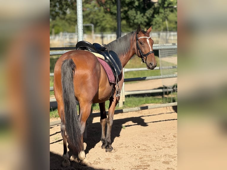 Más ponis/caballos pequeños Mestizo Caballo castrado 9 años Castaño in Viernheim