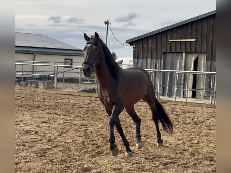 Más ponis/caballos pequeños Semental 16 años 148 cm Castaño in Dürnau