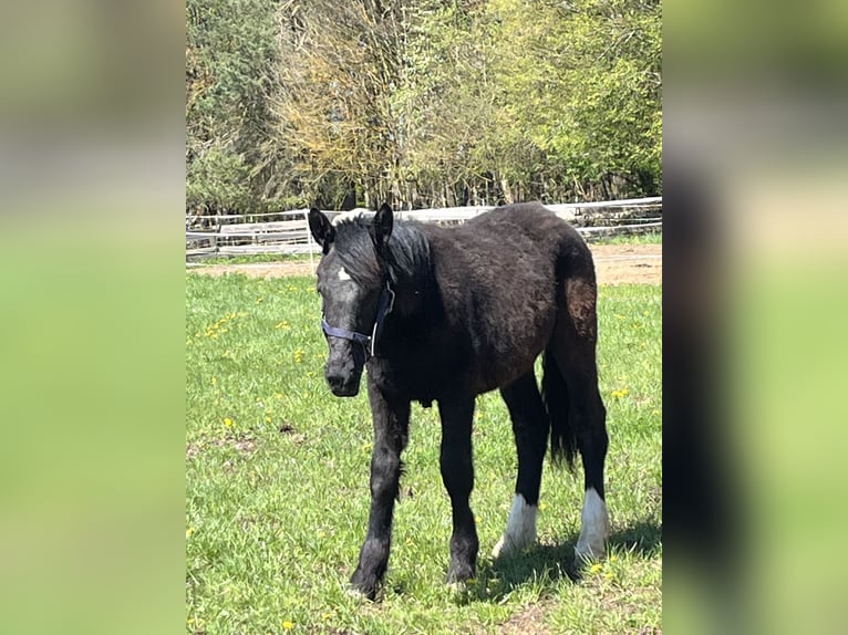 Más ponis/caballos pequeños Semental 1 año 125 cm Negro in Ursensollen
