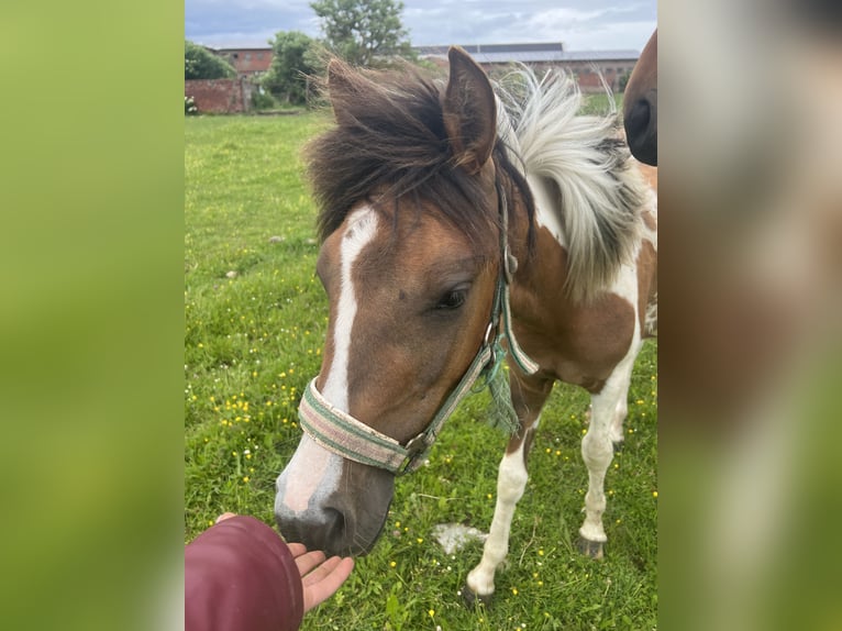 Más ponis/caballos pequeños Mestizo Semental 1 año 135 cm Pío in Kaltohmfeld