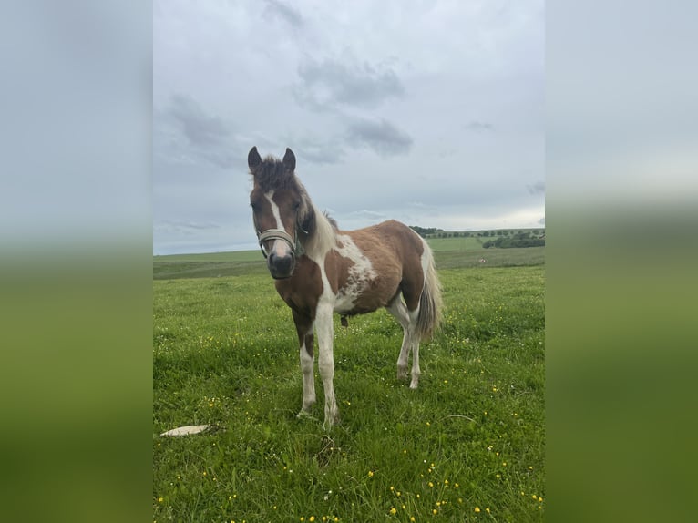 Más ponis/caballos pequeños Mestizo Semental 1 año 135 cm Pío in Kaltohmfeld