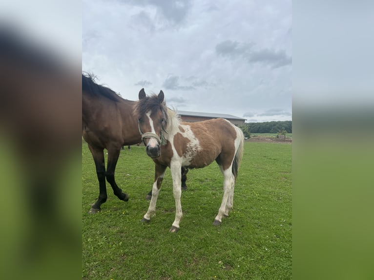 Más ponis/caballos pequeños Mestizo Semental 1 año 135 cm Pío in Kaltohmfeld