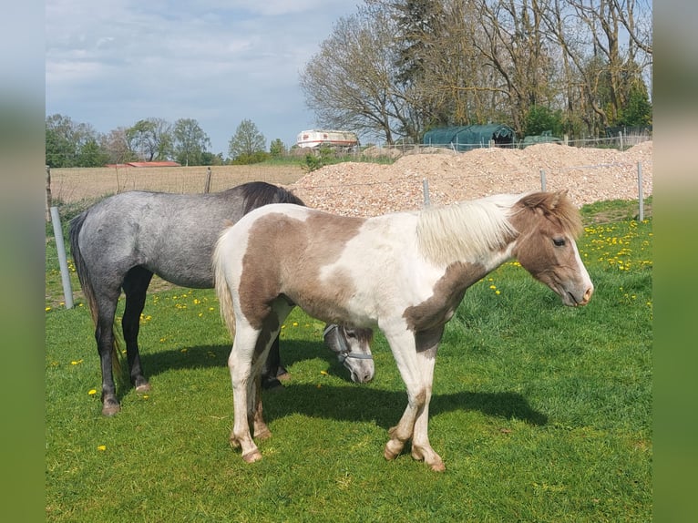 Más ponis/caballos pequeños Semental 1 año 140 cm Pío in Jürgenshagen