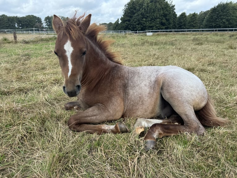 Más ponis/caballos pequeños Semental 1 año 143 cm Musgo in Suderburg