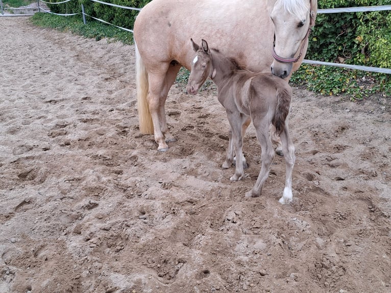 Más ponis/caballos pequeños Semental 1 año Perlino in Thandorf