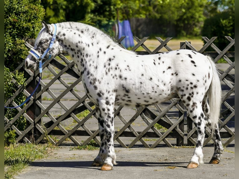 Más ponis/caballos pequeños Semental 3 años 132 cm Atigrado/Moteado in Békéscsaba