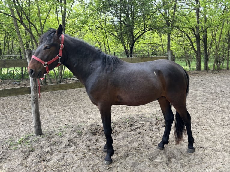 Más ponis/caballos pequeños Semental 3 años 135 cm Morcillo in Lajosmizse