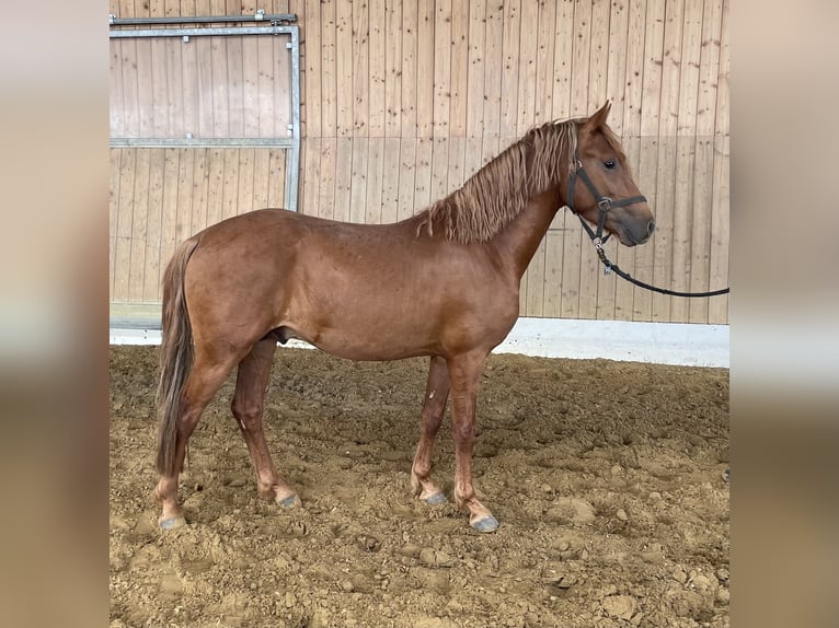 Más ponis/caballos pequeños Semental 3 años 144 cm Alazán in Verl