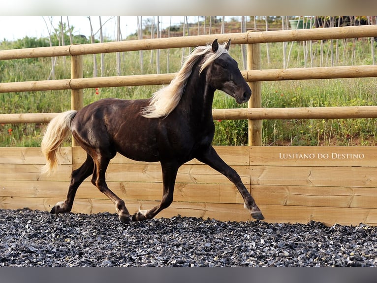 Más ponis/caballos pequeños Semental 3 años 147 cm Palomino in Générac