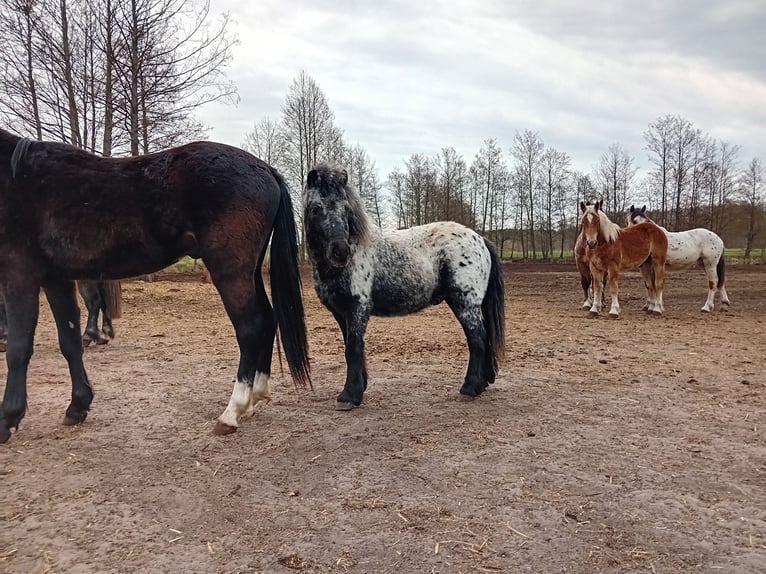 Más ponis/caballos pequeños Semental 3 años 90 cm Atigrado/Moteado in Szamocin