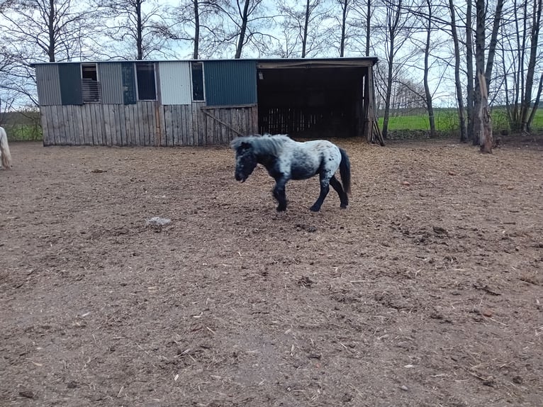 Más ponis/caballos pequeños Semental 3 años 90 cm Atigrado/Moteado in Szamocin