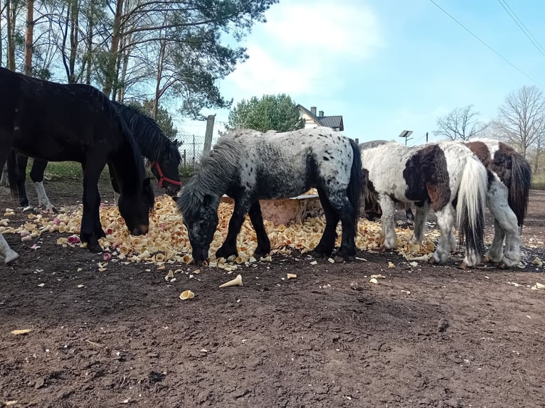 Más ponis/caballos pequeños Semental 3 años 90 cm Atigrado/Moteado in Szamocin