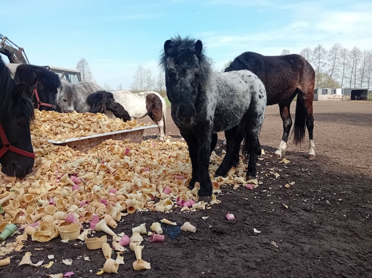 Más ponis/caballos pequeños Semental 3 años 90 cm Atigrado/Moteado in Szamocin