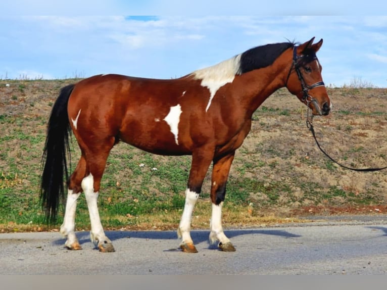 Más ponis/caballos pequeños Semental 5 años 143 cm Pío in Gyula