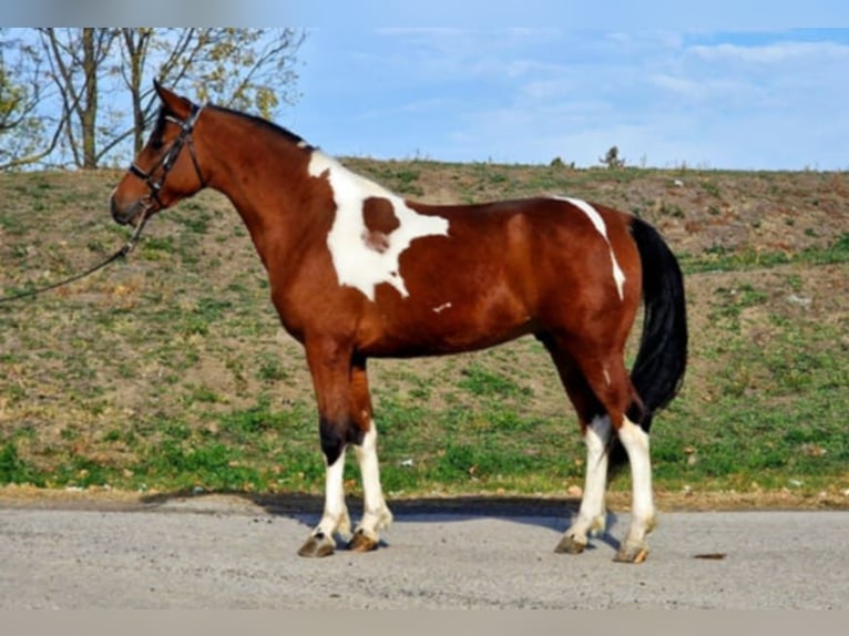 Más ponis/caballos pequeños Semental 5 años 143 cm Pío in Gyula