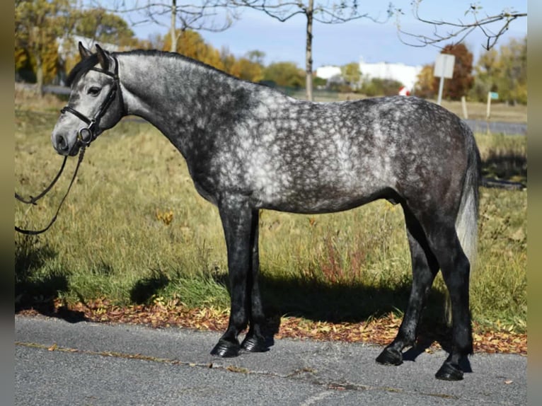 Más ponis/caballos pequeños Semental 5 años 145 cm Tordo rodado in Hódmezővásárhely Más ponis/caballos pequeños Semental 5 años 145 cm Tordo rodado in Hódmezővásárhely