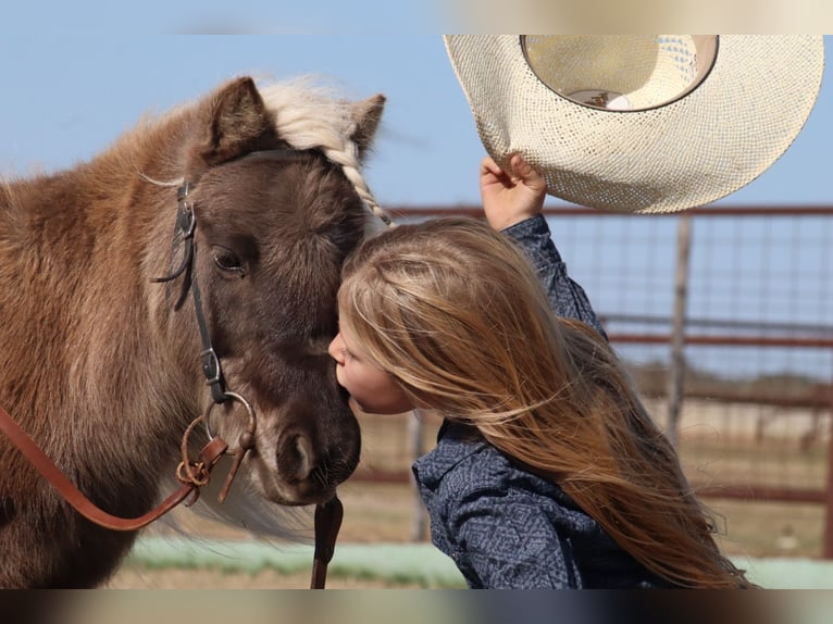 Más ponis/caballos pequeños Semental 7 años 86 cm Palomino in Stephenville