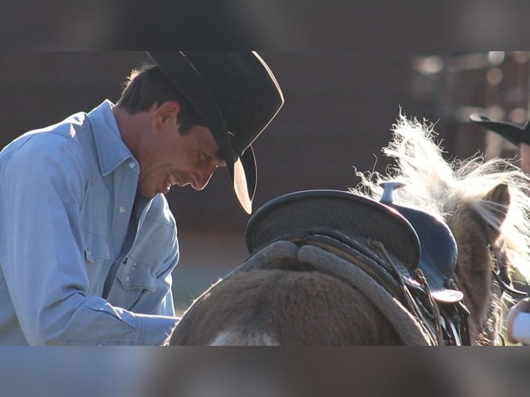 Más ponis/caballos pequeños Semental 7 años 86 cm Palomino in Stephenville