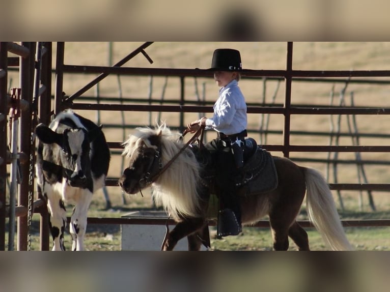 Más ponis/caballos pequeños Semental 8 años 86 cm Palomino in Stephenville