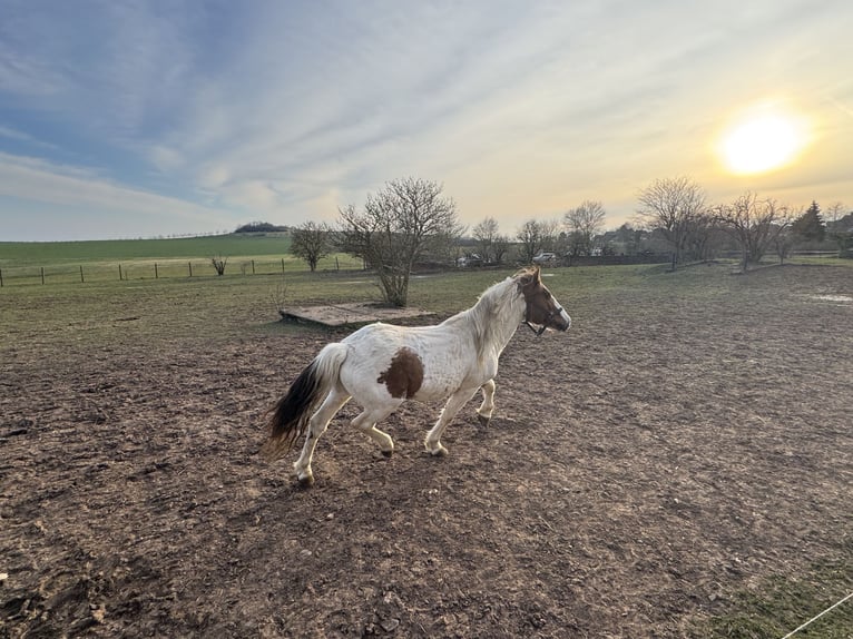 Más ponis/caballos pequeños Mestizo Semental 9 años 138 cm Pío in Kaltohmfeld