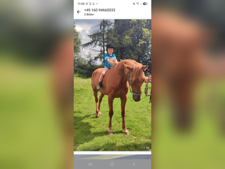 Más ponis/caballos pequeños Mestizo Semental Potro (04/2025) 118 cm Atigrado/Moteado in Freren