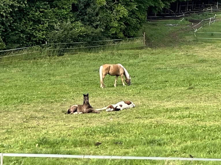 Más ponis/caballos pequeños Semental Potro (02/2025) 127 cm Pío in Ursensollen