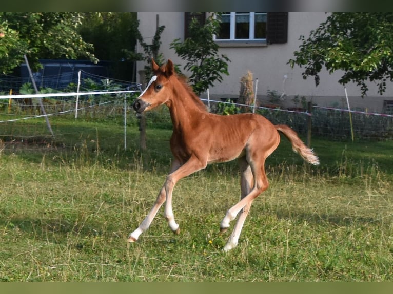 Más ponis/caballos pequeños Semental Potro (05/2026) 148 cm Alazán in Muri AG