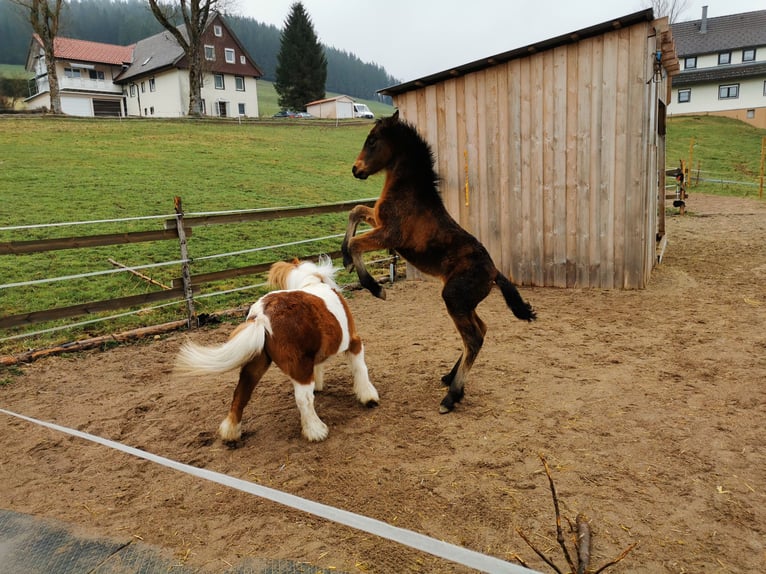 Más ponis/caballos pequeños Semental  Musgo in Furtwangen im Schwarzwald