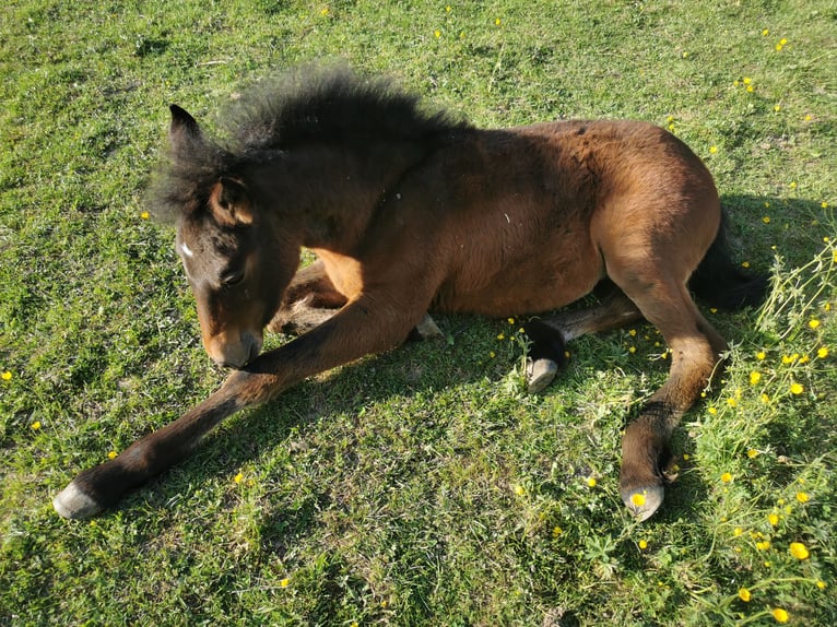 Más ponis/caballos pequeños Semental  Musgo in Furtwangen im Schwarzwald