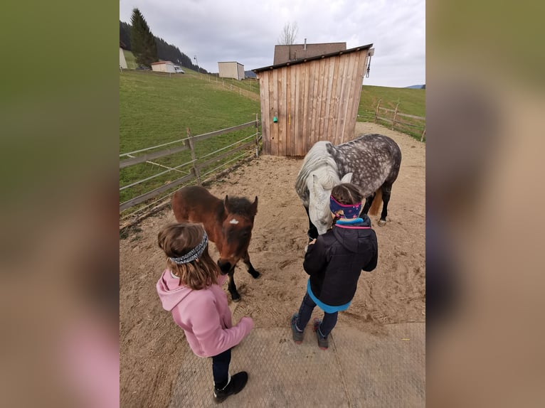 Más ponis/caballos pequeños Semental  Musgo in Furtwangen im Schwarzwald