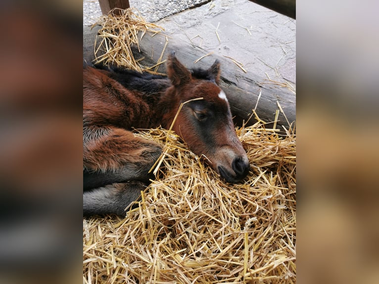 Más ponis/caballos pequeños Semental  Musgo in Furtwangen im Schwarzwald