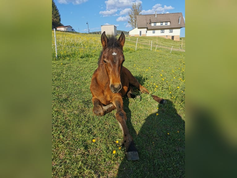 Más ponis/caballos pequeños Semental  Musgo in Furtwangen im Schwarzwald