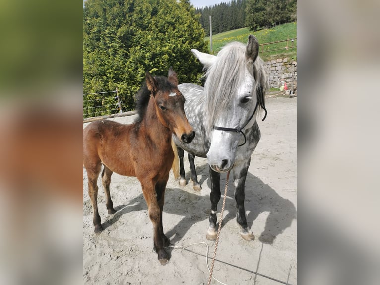 Más ponis/caballos pequeños Semental  Musgo in Furtwangen im Schwarzwald