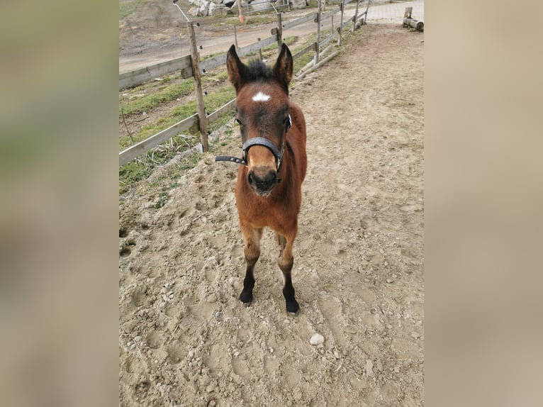 Más ponis/caballos pequeños Semental  Musgo in Furtwangen im Schwarzwald