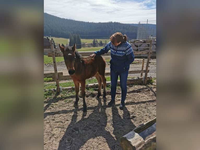 Más ponis/caballos pequeños Semental  Musgo in Furtwangen im Schwarzwald