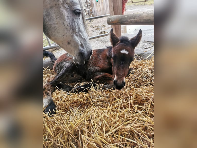 Más ponis/caballos pequeños Semental  Musgo in Furtwangen im Schwarzwald