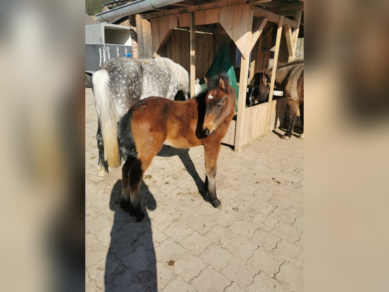 Más ponis/caballos pequeños Semental  Musgo in Furtwangen im Schwarzwald