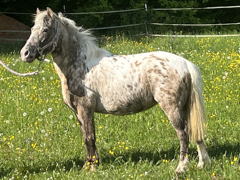 Más ponis/caballos pequeños Yegua 10 años 113 cm Atigrado/Moteado in Ursensollen