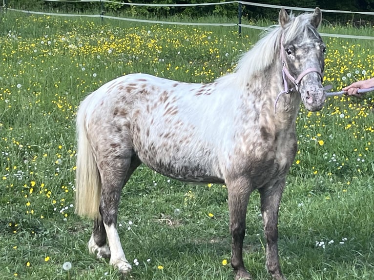 Más ponis/caballos pequeños Yegua 10 años 113 cm Atigrado/Moteado in Ursensollen