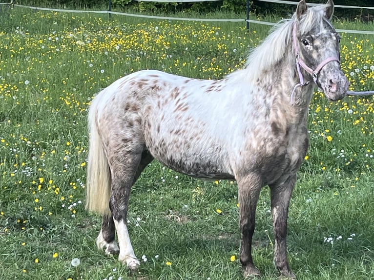 Más ponis/caballos pequeños Yegua 10 años 113 cm Atigrado/Moteado in Ursensollen