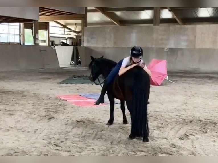Más ponis/caballos pequeños Yegua 10 años 120 cm Castaño in Weiterstadt