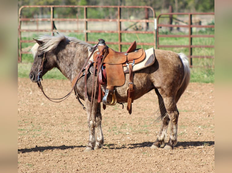 Más ponis/caballos pequeños Yegua 10 años 124 cm Tordo rodado in Stephenville