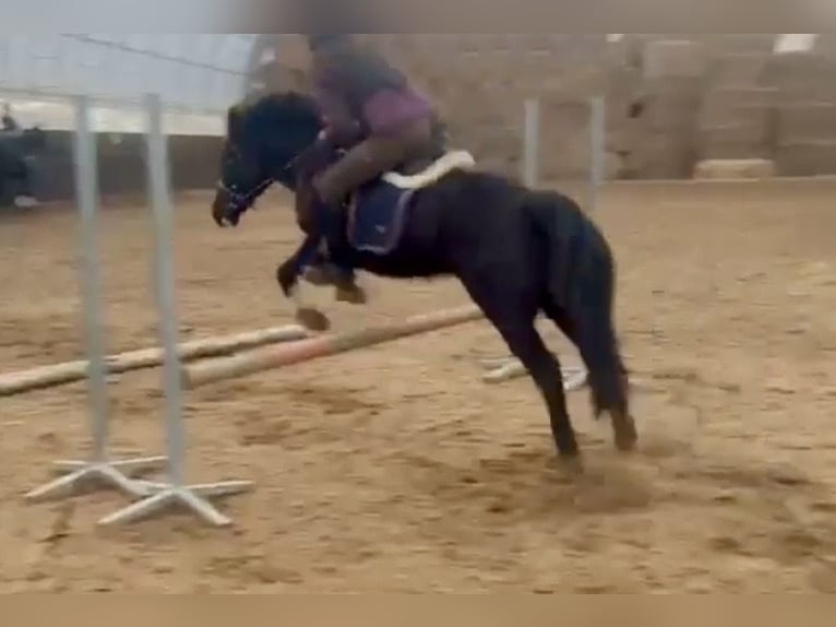 Más ponis/caballos pequeños Yegua 10 años 130 cm Negro in Pelmberg