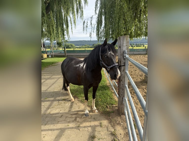 Más ponis/caballos pequeños Yegua 10 años 130 cm Pío in Minden