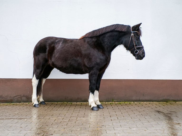 Más ponis/caballos pequeños Yegua 10 años 133 cm Morcillo in Ankum