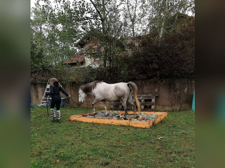Más ponis/caballos pequeños Mestizo Yegua 10 años 140 cm Tordo in Silz