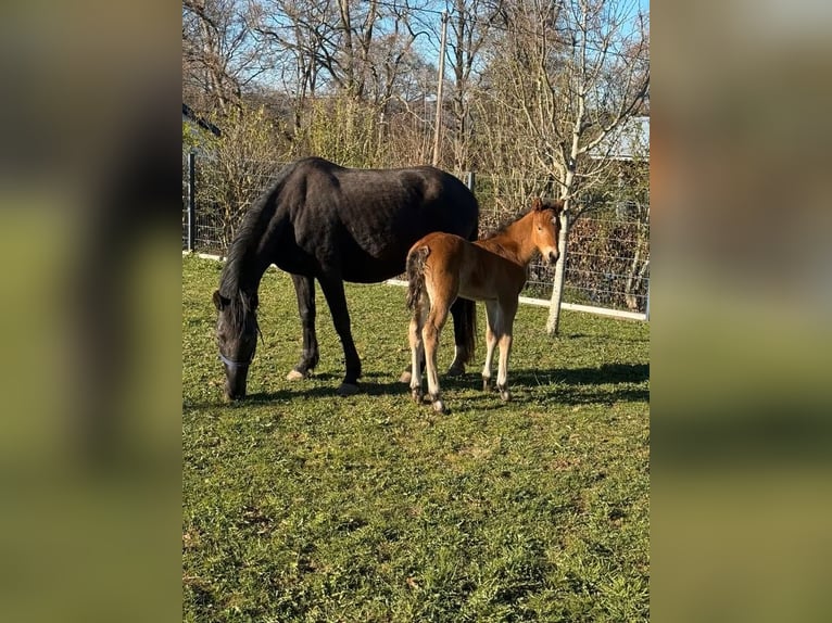 Más ponis/caballos pequeños Yegua 10 años 144 cm Negro in Daleiden