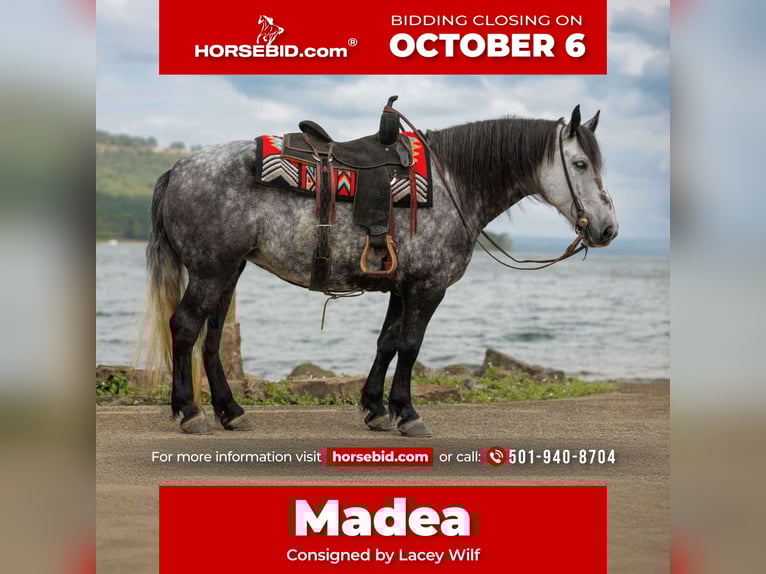 Más ponis/caballos pequeños Yegua 10 años 145 cm Tordo in Quitman